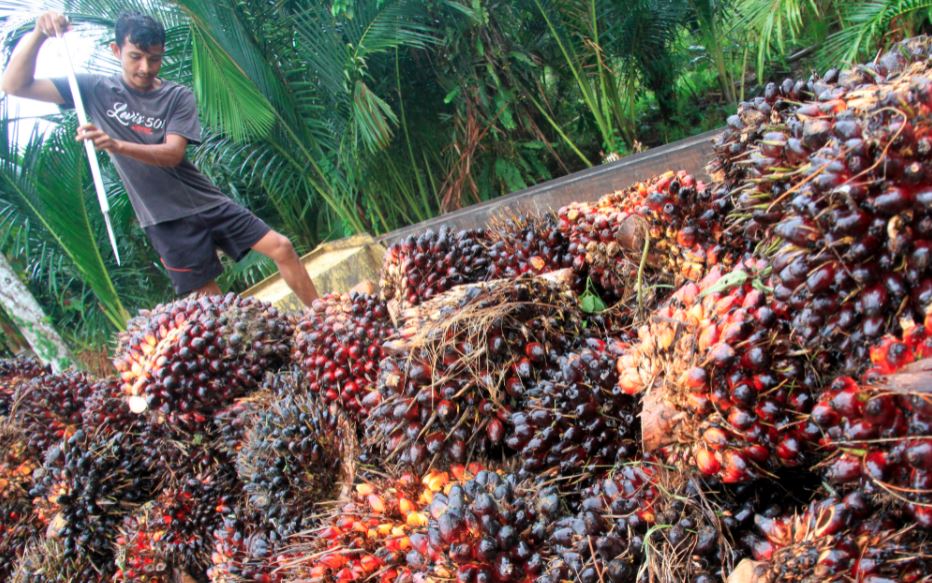 Harga CPO Naik Tipis Rp16 per kilogram