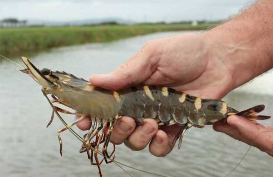 Ketika Anjloknya Harga Udang Windu di Kalimantan Utara