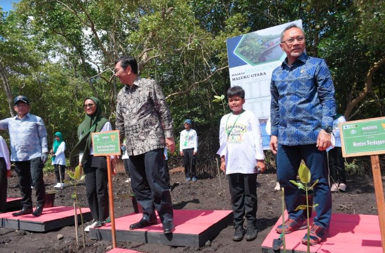 Kompak, Empat Menteri Jokowi Ini Tanam Mangrove di Sekitar Lokasi Sail Tidore