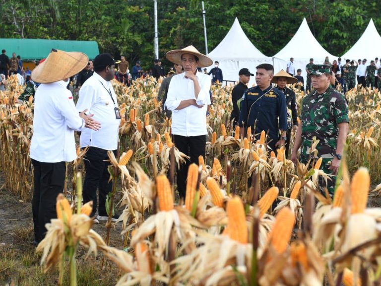 Jokowi Tinjau Ladang Jagung di Keerom Papua