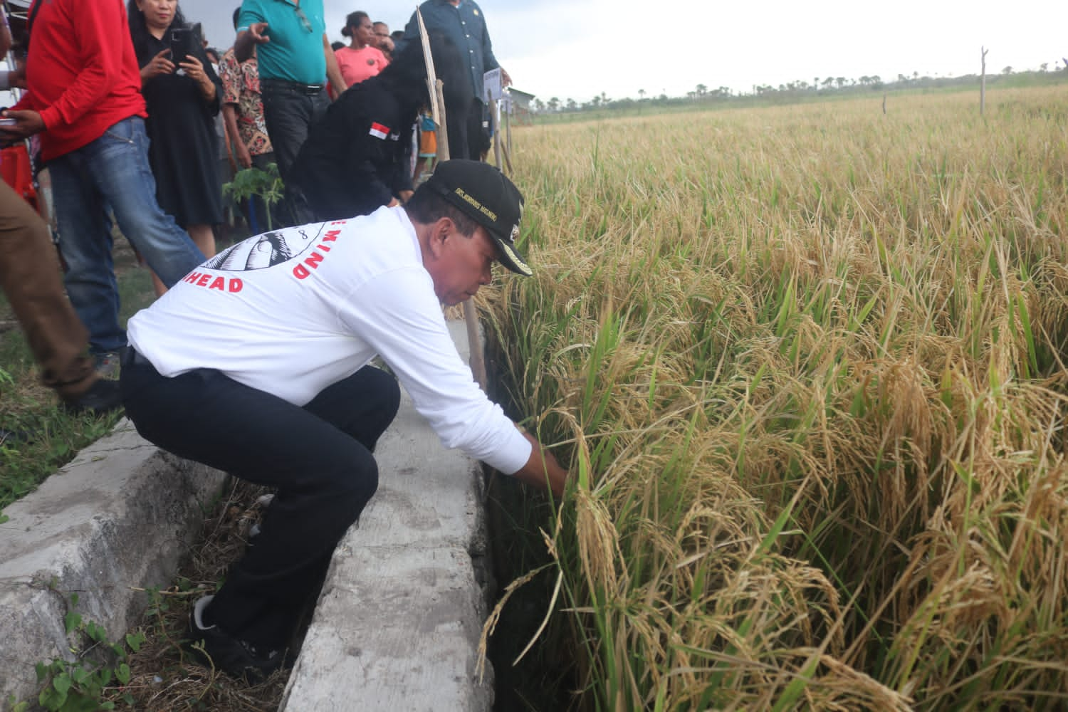 Panen Dimusim Kemarau, Bupati Bangga Semangat Kerja Petani Nunkurus