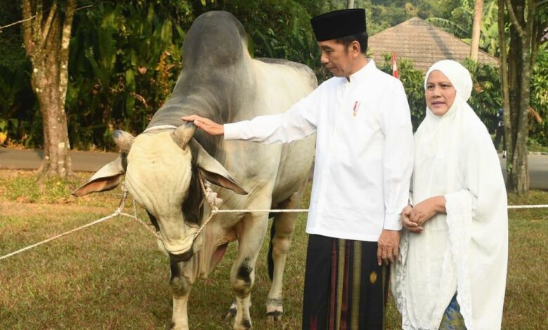 Presiden Jokowi Berkurban Sapi Limosin Seberat 125 Ton Di Semarang 0669