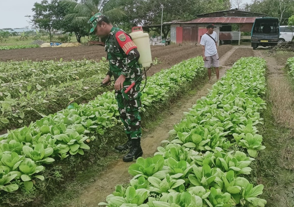 Babinsa Koramil 02/Timika Melaksanakan Pendampingan Ketahanan Pangan Kepada Petani Sayur