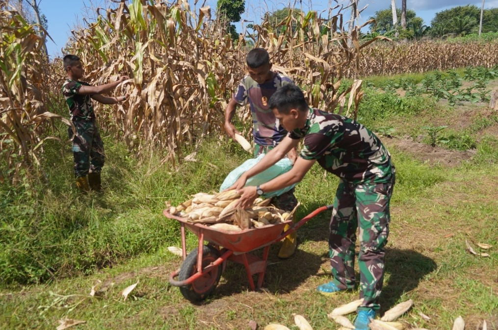 Korem 012/TU Dukung Swasembada Pangan Dengan Panen Jagung