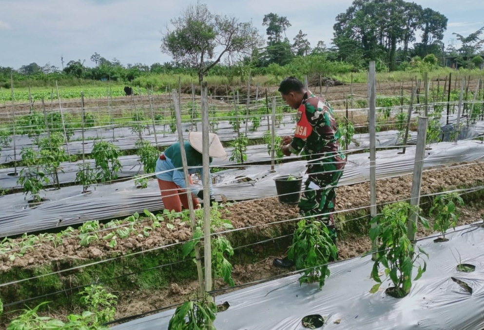 Jalin Kebersamaan Bersama Warga Binaan, Babinsa Komsos dengan Petani Cabai