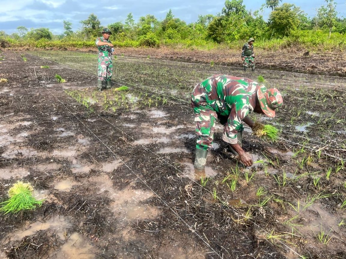 Babinsa Koramil 03/Kuala Kencana Bantu Petani Tingkatkan Produktivitas Padi